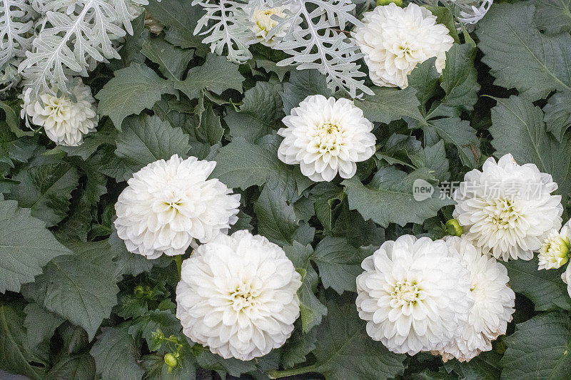 英国伦敦的Dahlia 'Suniq White